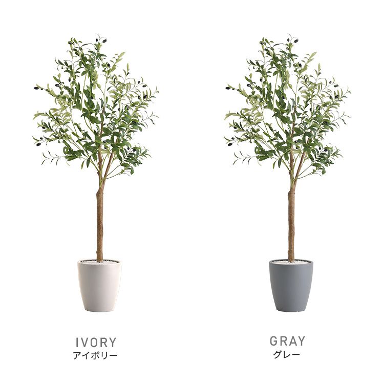 観葉植物