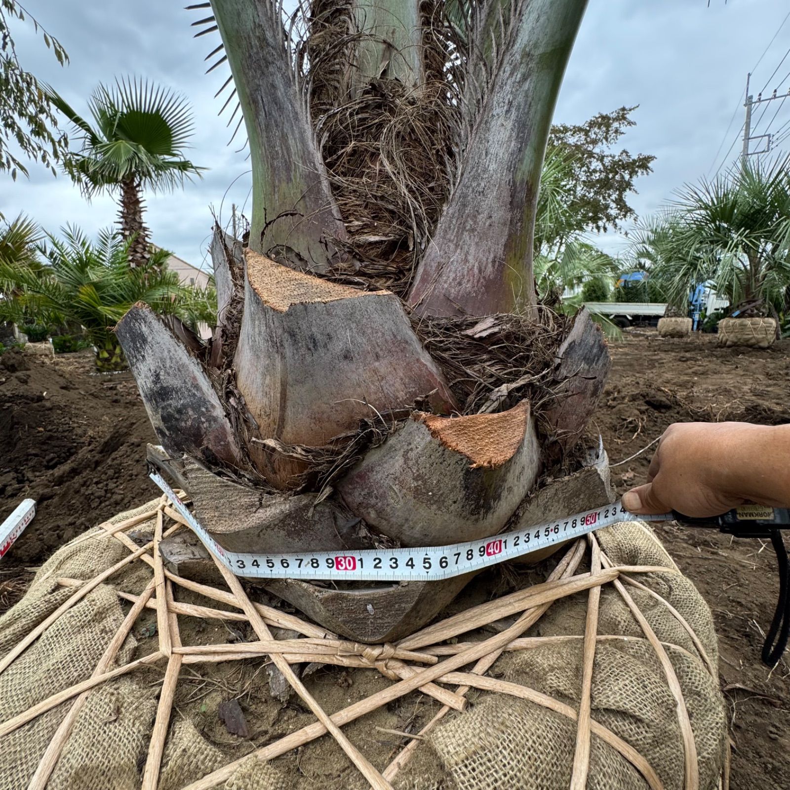 激安】2.3m 幹太 ココスヤシ - メルカリ