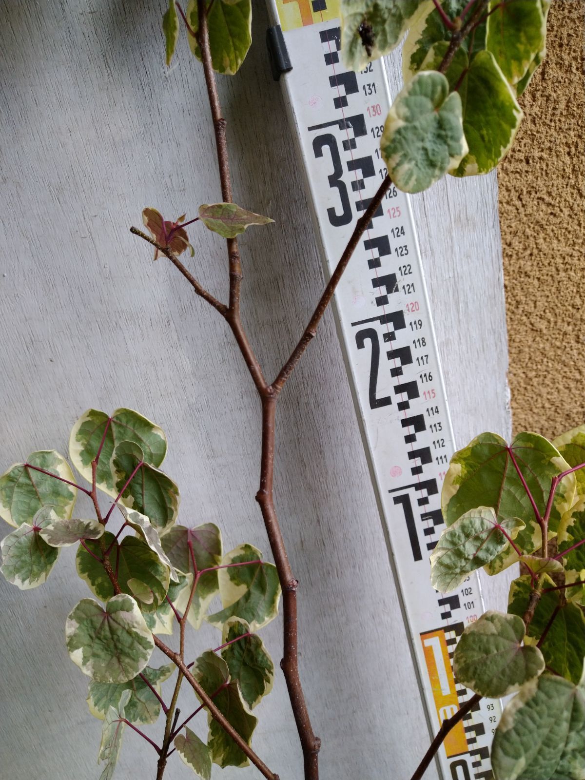 マルバノキ恵那錦2本立ち