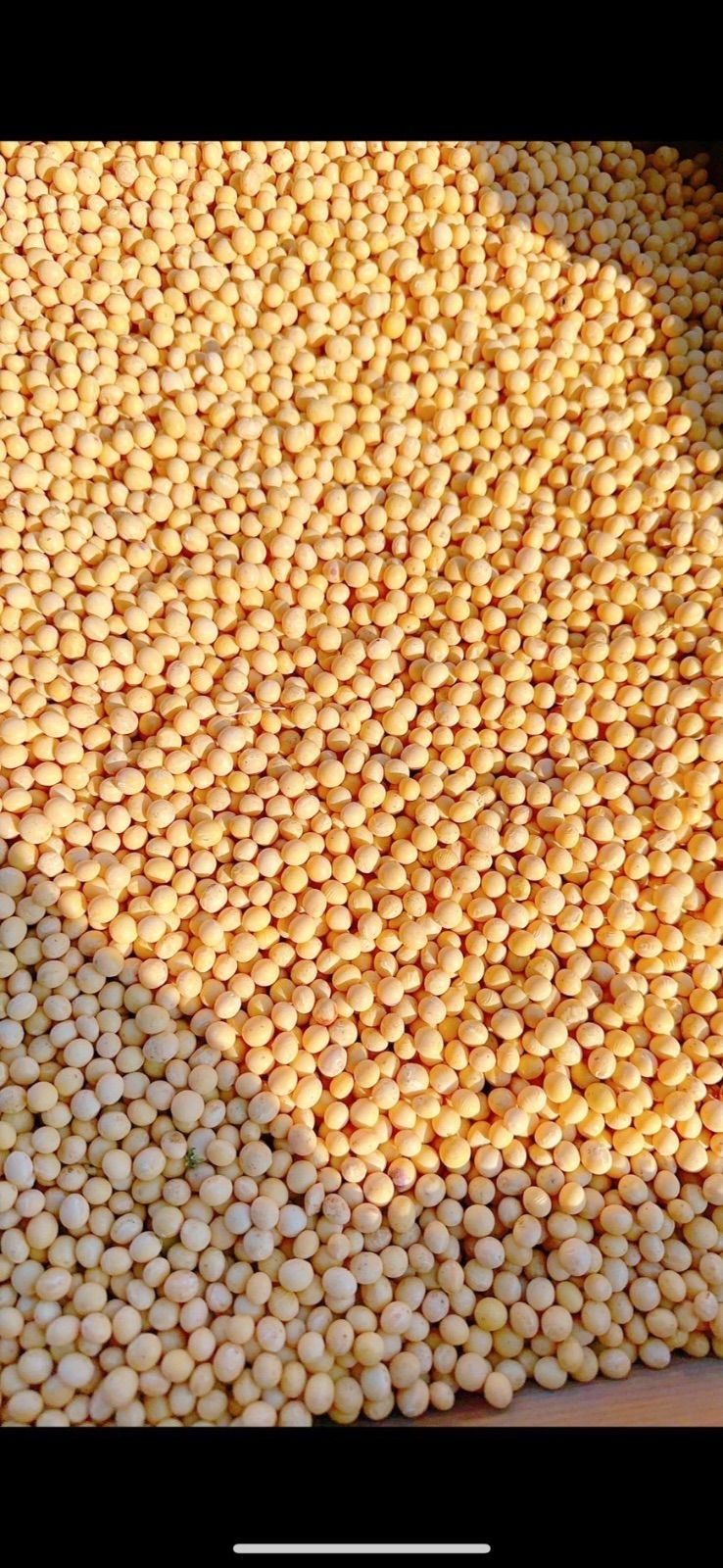 ✳️大豆10キロ10kg 農薬不使用福岡産無