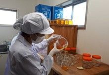 【希少】国産100％純粋蜂蜜　桜はちみつ　福岡県産　非加熱　生はちみつ