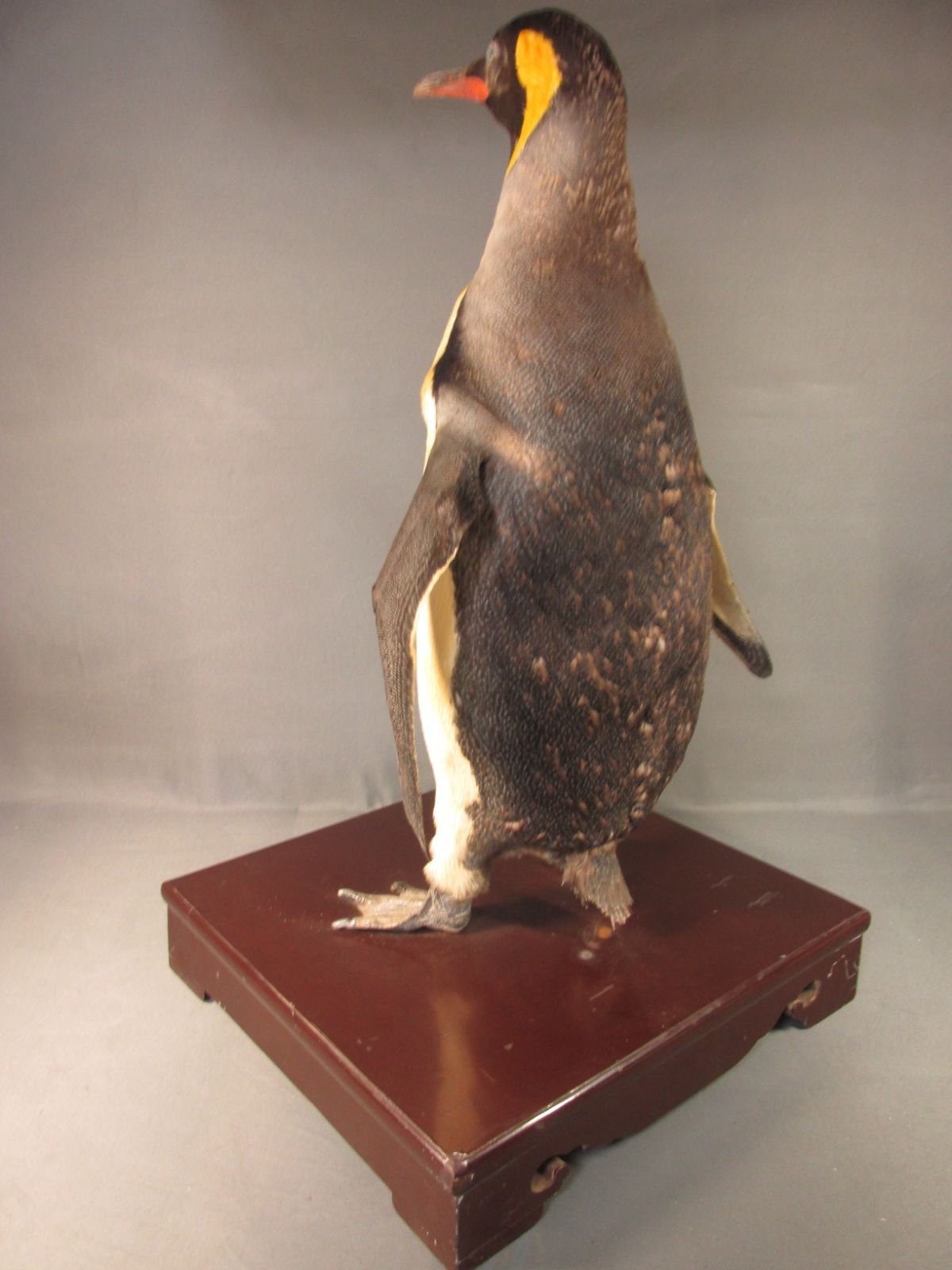 皇帝ペンギン 本物剥製 身長69cm - ヨザワヤ - メルカリ