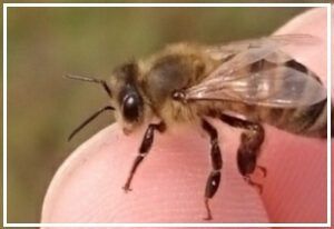 【信頼店舗】 スムシっ子カードⅡ 2枚入り 超大容量 10セット 史上最安値