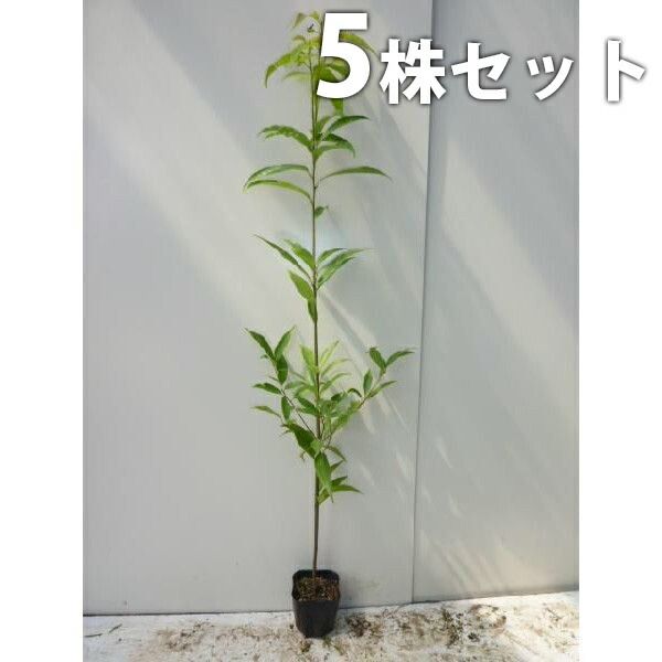 苗|苗木 5本セット シラカシ 樹高1.0m前後 15cmポット 白樫 白橿 しらかし ポット入り生垣用 苗木 苗 植木 庭木 生け垣 kb 5本 5
