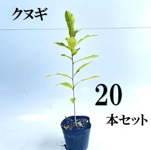 20本セット クヌギ樹高0.3m前後10.5cmポット