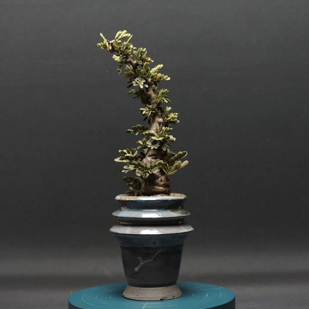Senna meridionalis