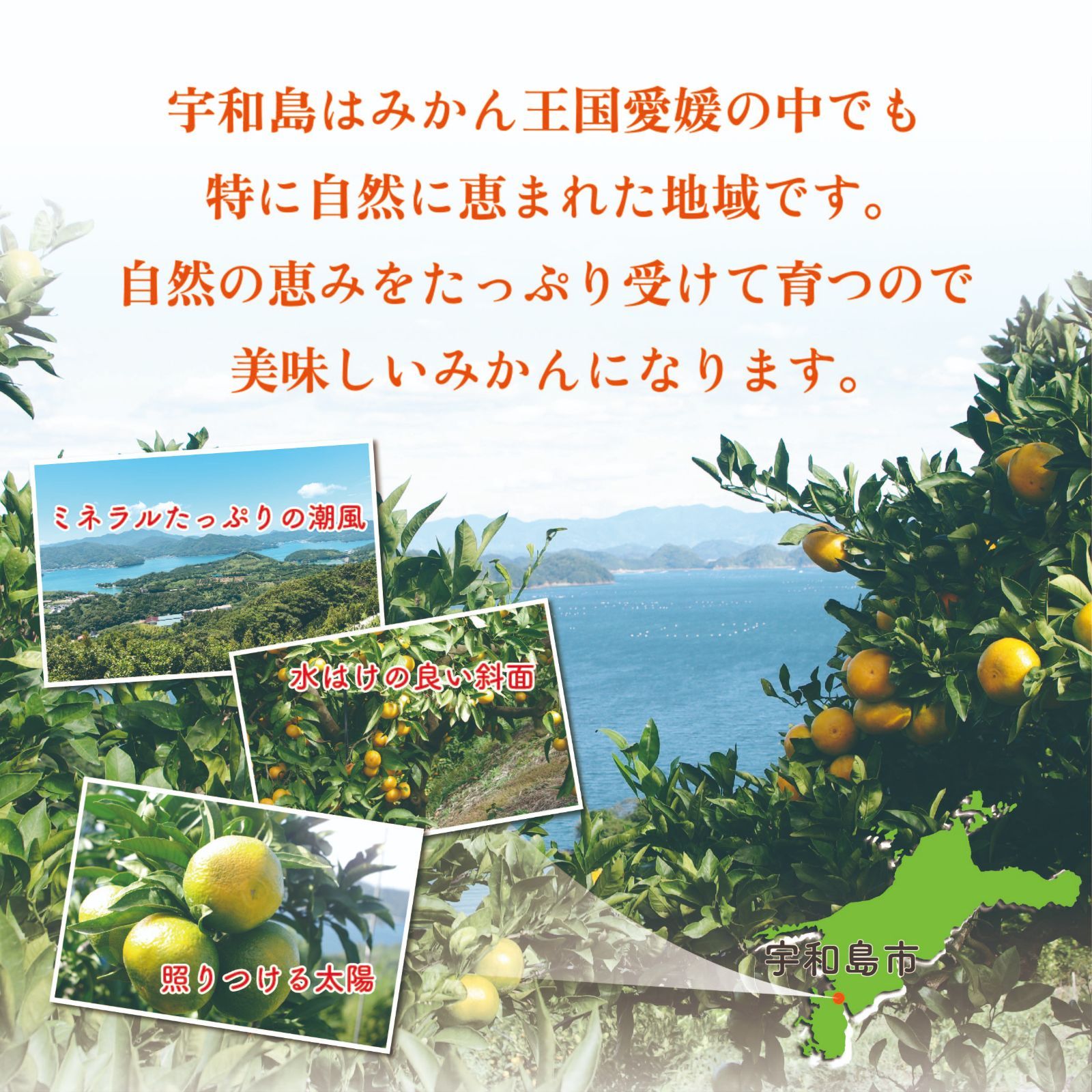 【超お買い得】愛媛県産　訳あり旬の柑橘詰め合わせ５ｋｇ補償有-4