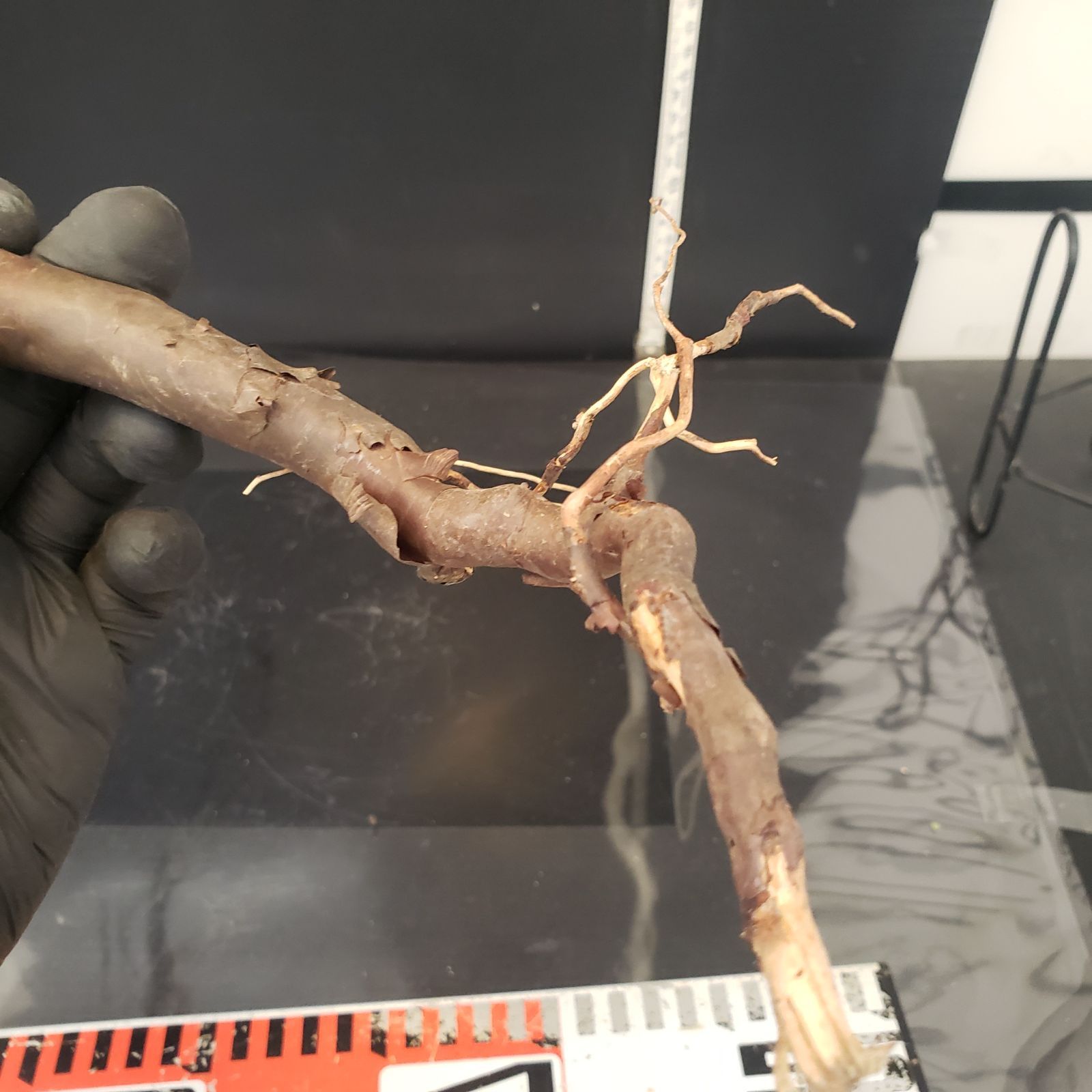 コミュフォラ カタフピュア