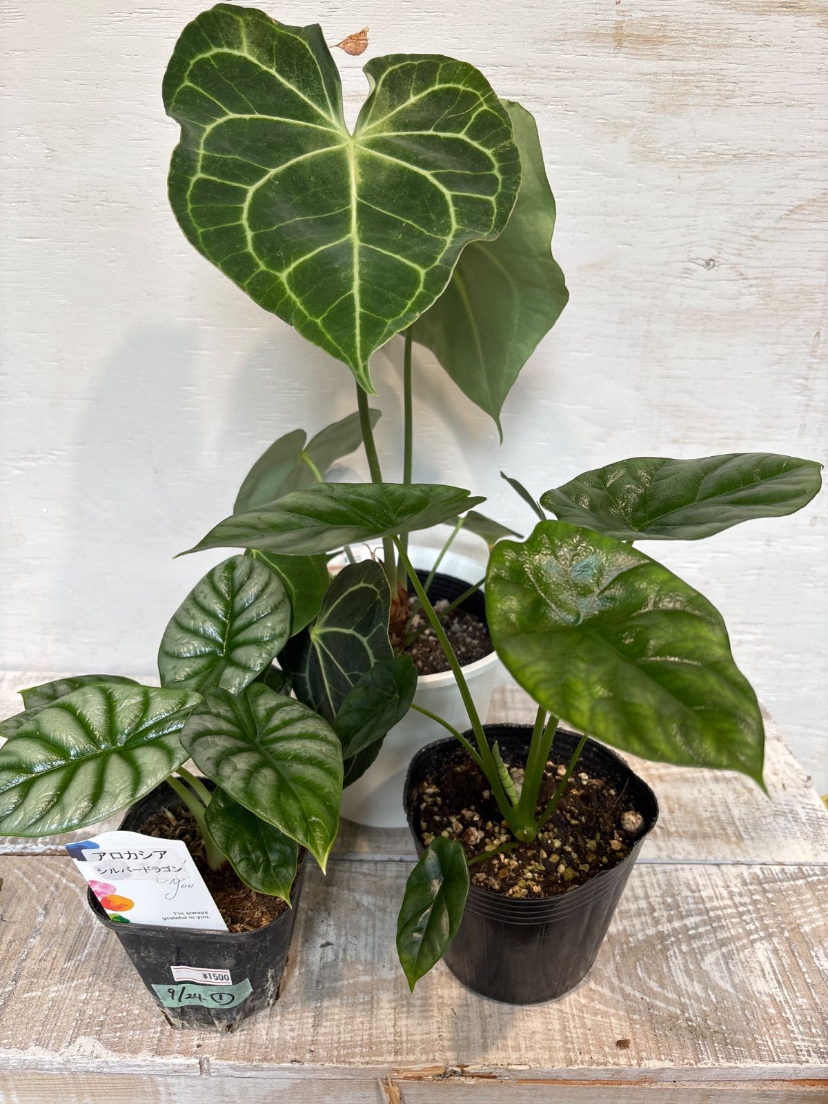 ジモティー購入】和紙工芸品 淡い色彩の癒し 額付き