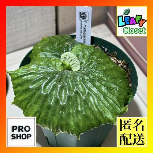 観葉植物 コウモリラン マダガスカリエンセ 4号 個体A 現品 インテリアグリーン 室内園芸 おしゃれ 可愛い かわいい 506609