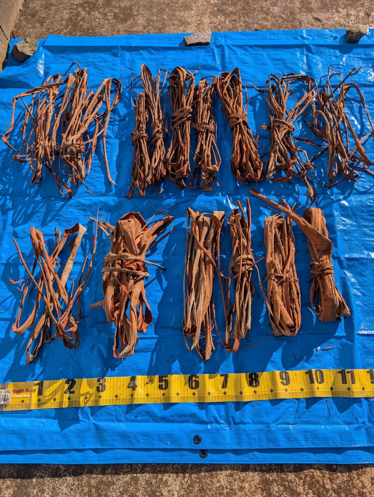 天然山葡萄の蔓3 採集状態で保存2.0キロ令和2年採取