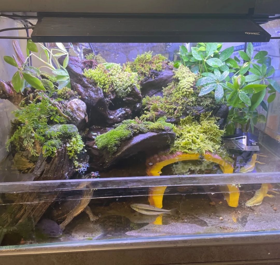 スナゴケ大容量・60×30cmサイズ・お庭・盆栽・植え木周り