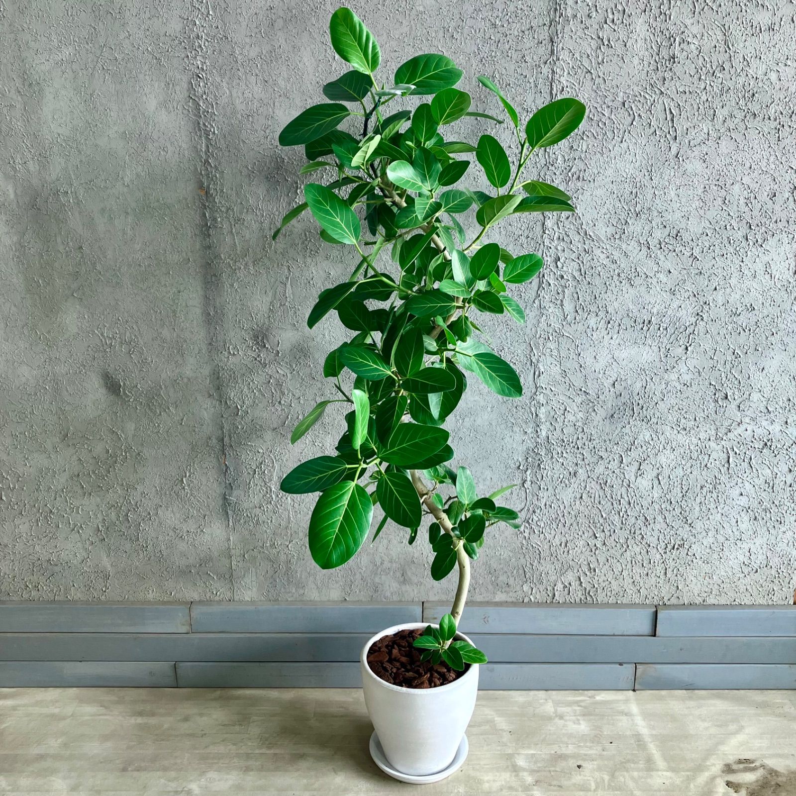 ビン・カシワ/6人のムッシュ達 ビン カシワ先生の原画「6人のムッシュ達」 ビン・カシワの作品、完成