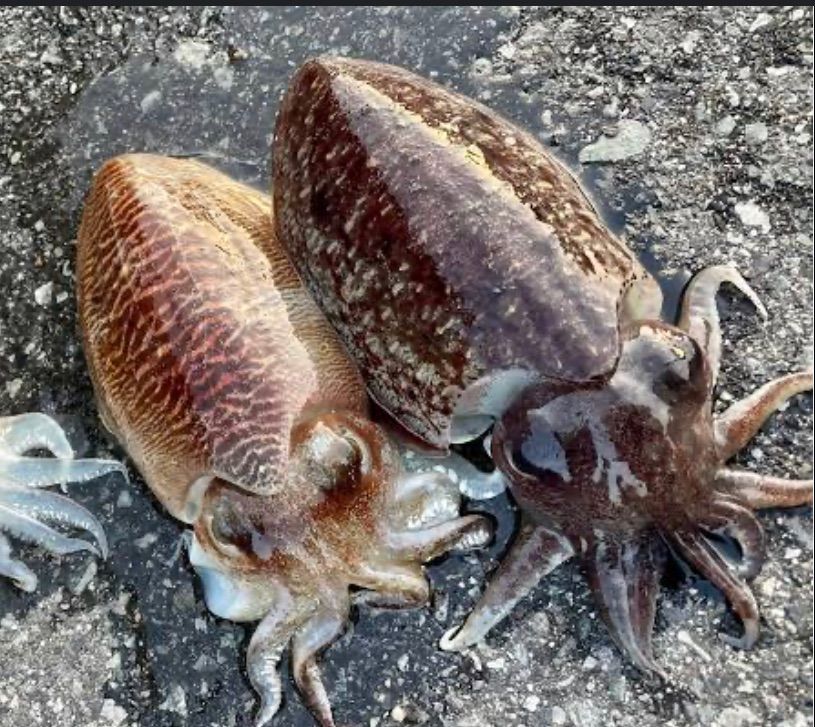 冷凍　コウイカ　モンゴイカ【カミナリイカ】　2キロオーバー　在庫ありすぐ発送