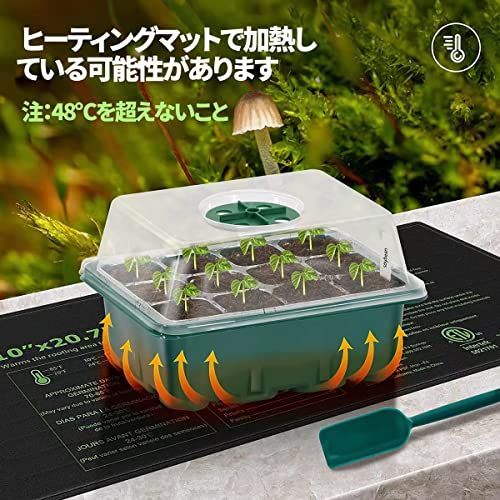 2023 24実生苗セット❤️4センチポット