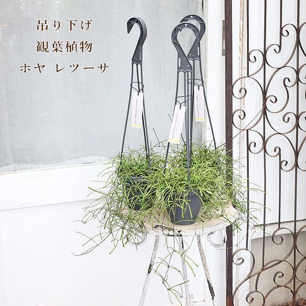 比較的美品 初心者おすすめ 津軽三味線 太棹 正寸 合皮 花梨 胴掛け 糸付属