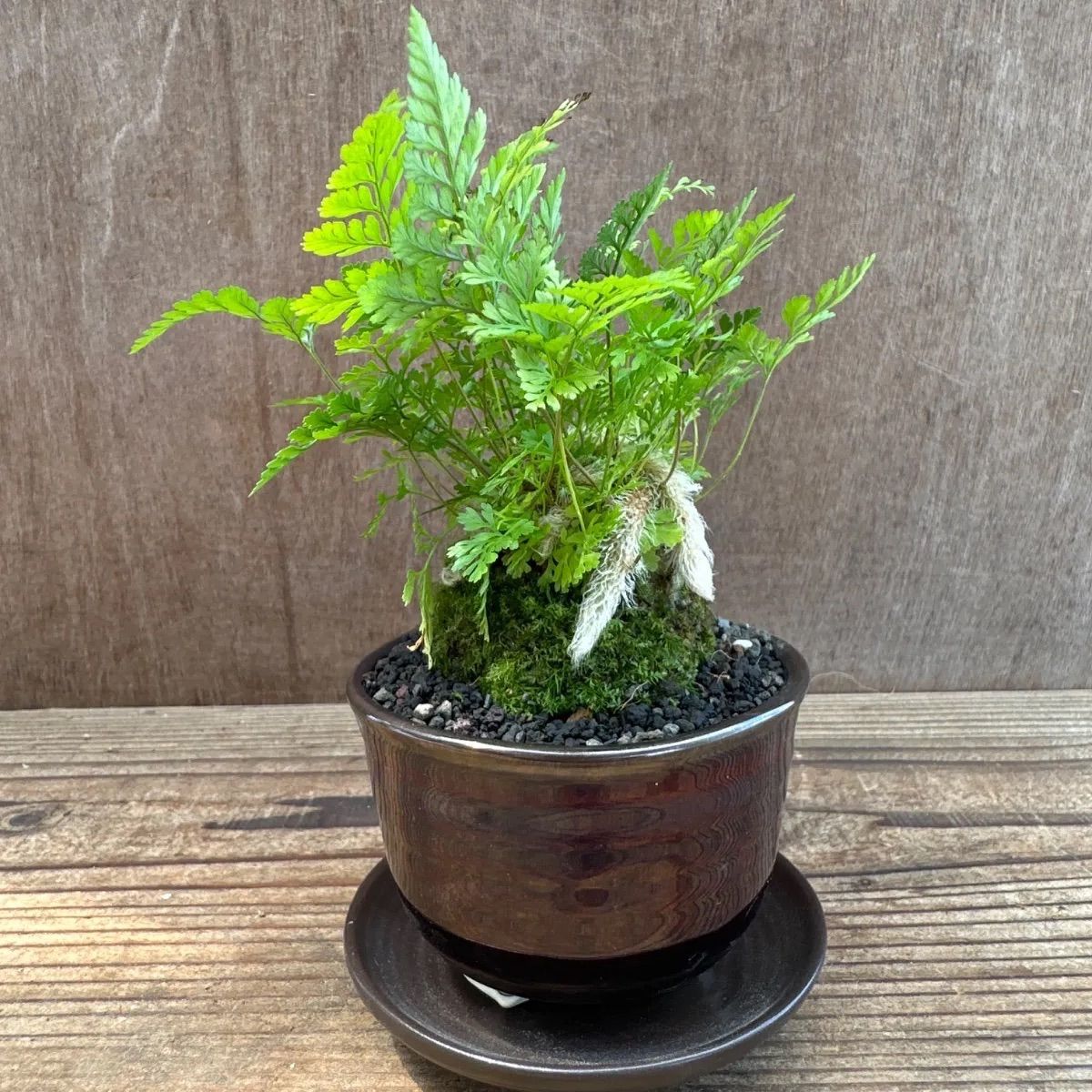 珍品 トキワシノブ (仮名：猫の手) シダ植物 (F) 楽天市場