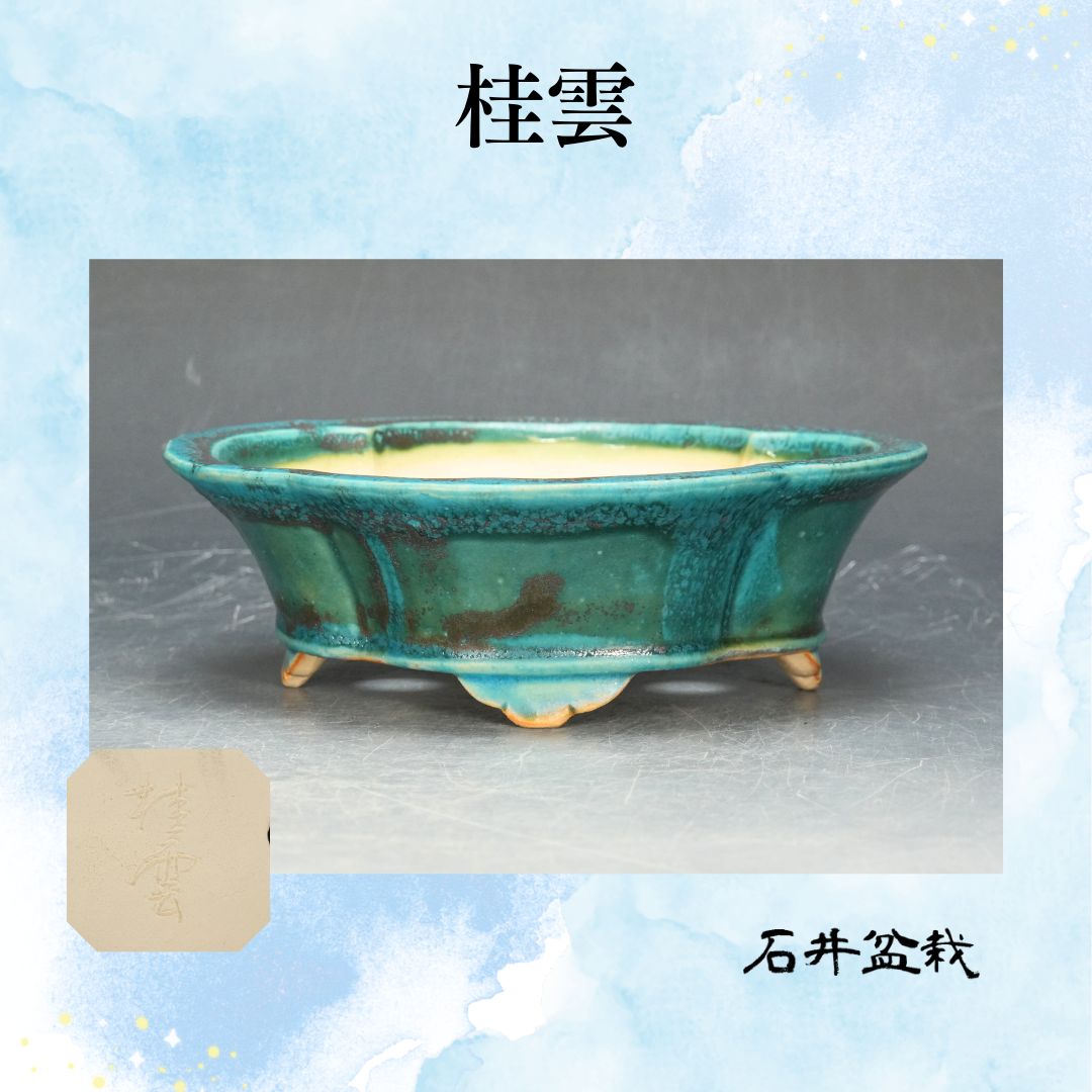 石井盆栽 福田桂雲 作 緑 盆栽鉢 p-081