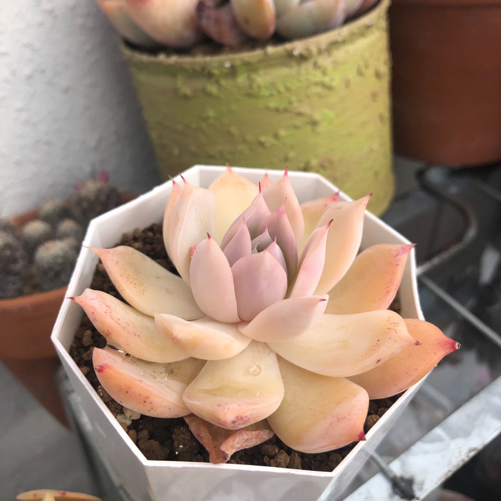 コロラータ×シムランスラグナサンチェス 現物発送 多肉植物