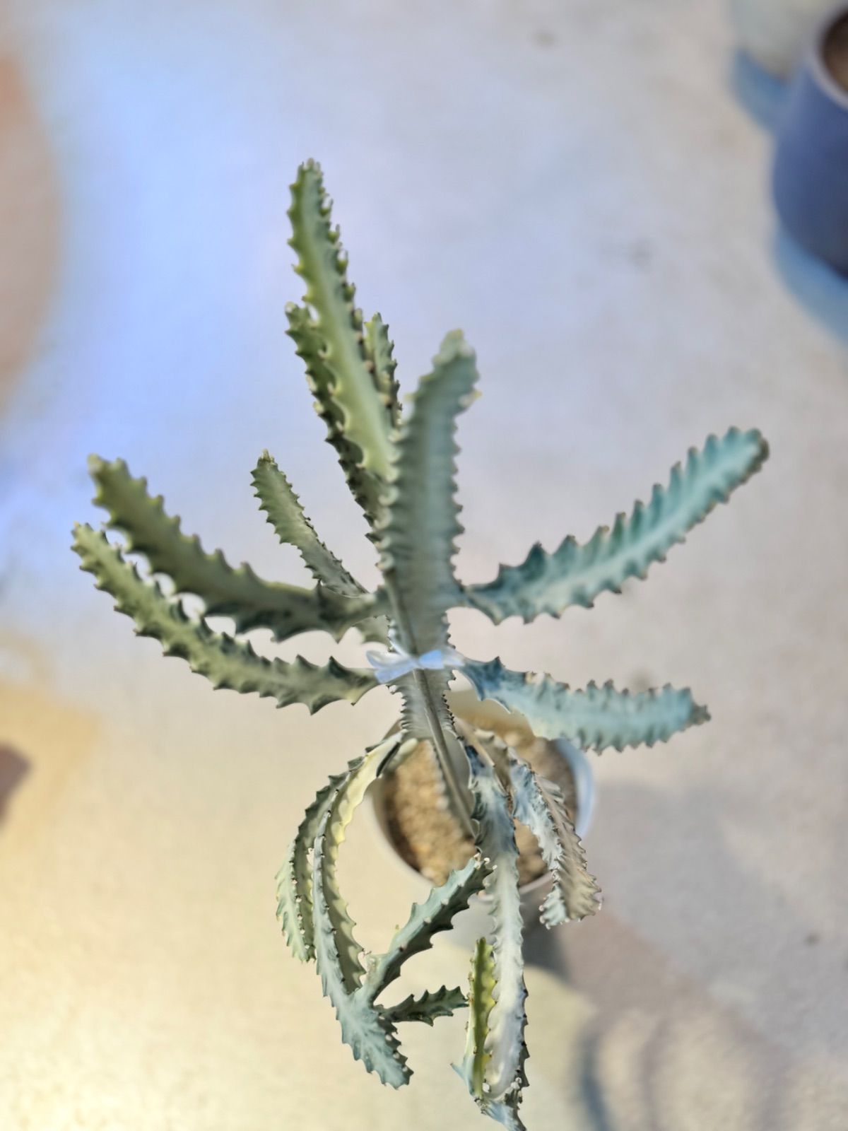 ホワイトゴースト