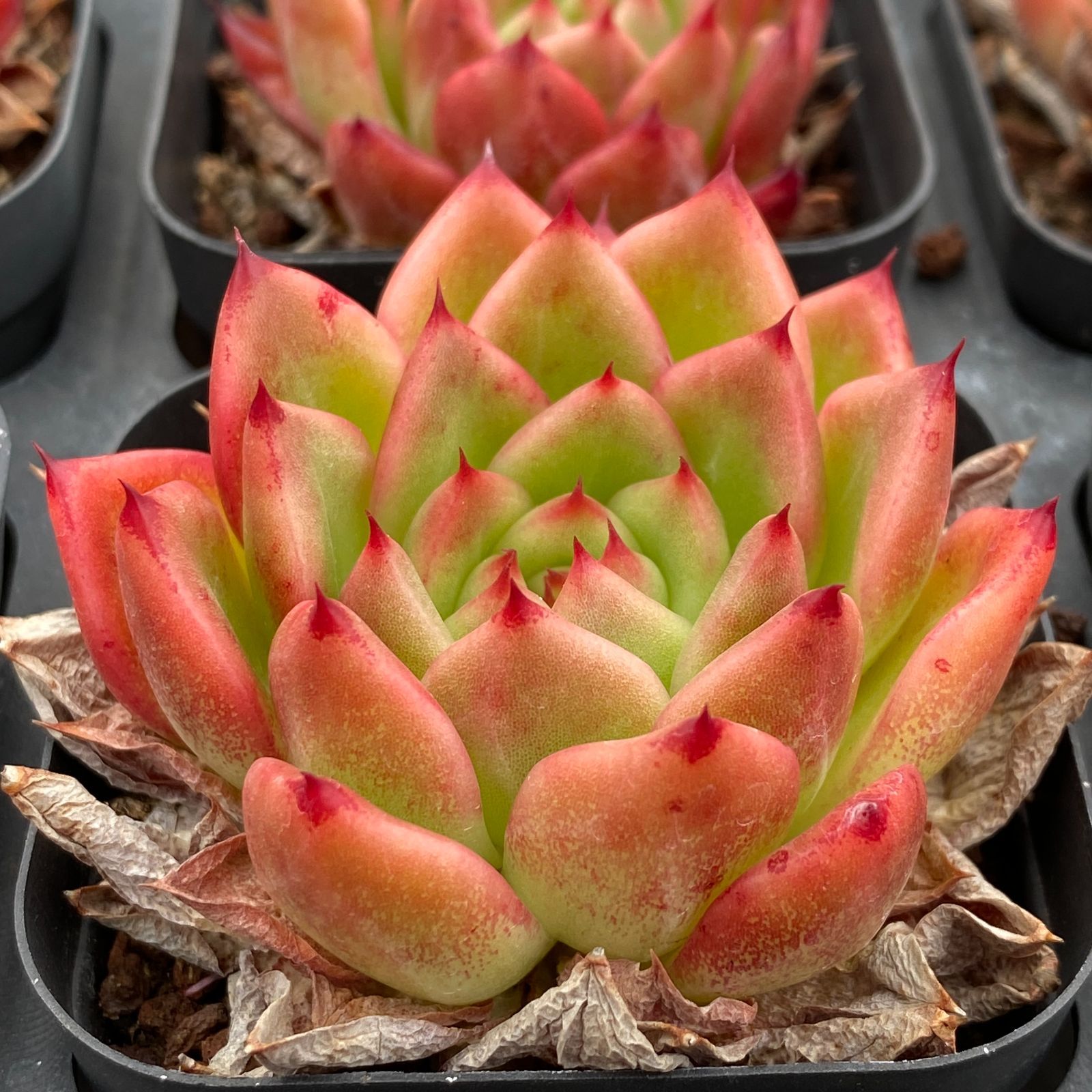 50株の抜き苗セット】レッドスター 多肉植物 佐川急便発送 エケベリア