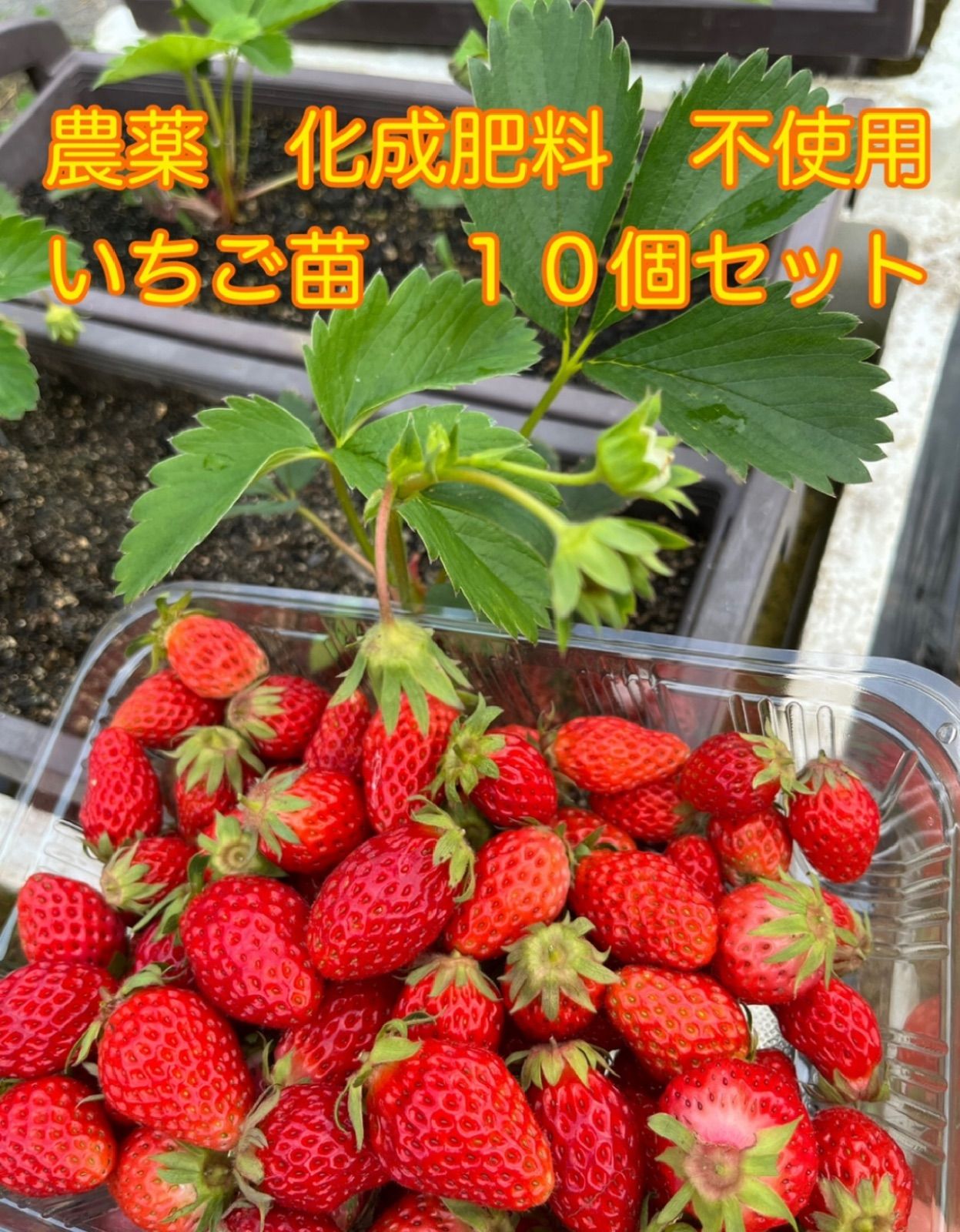 いちご苗章姫60個セット 専用出品 いちご苗章姫60個セット