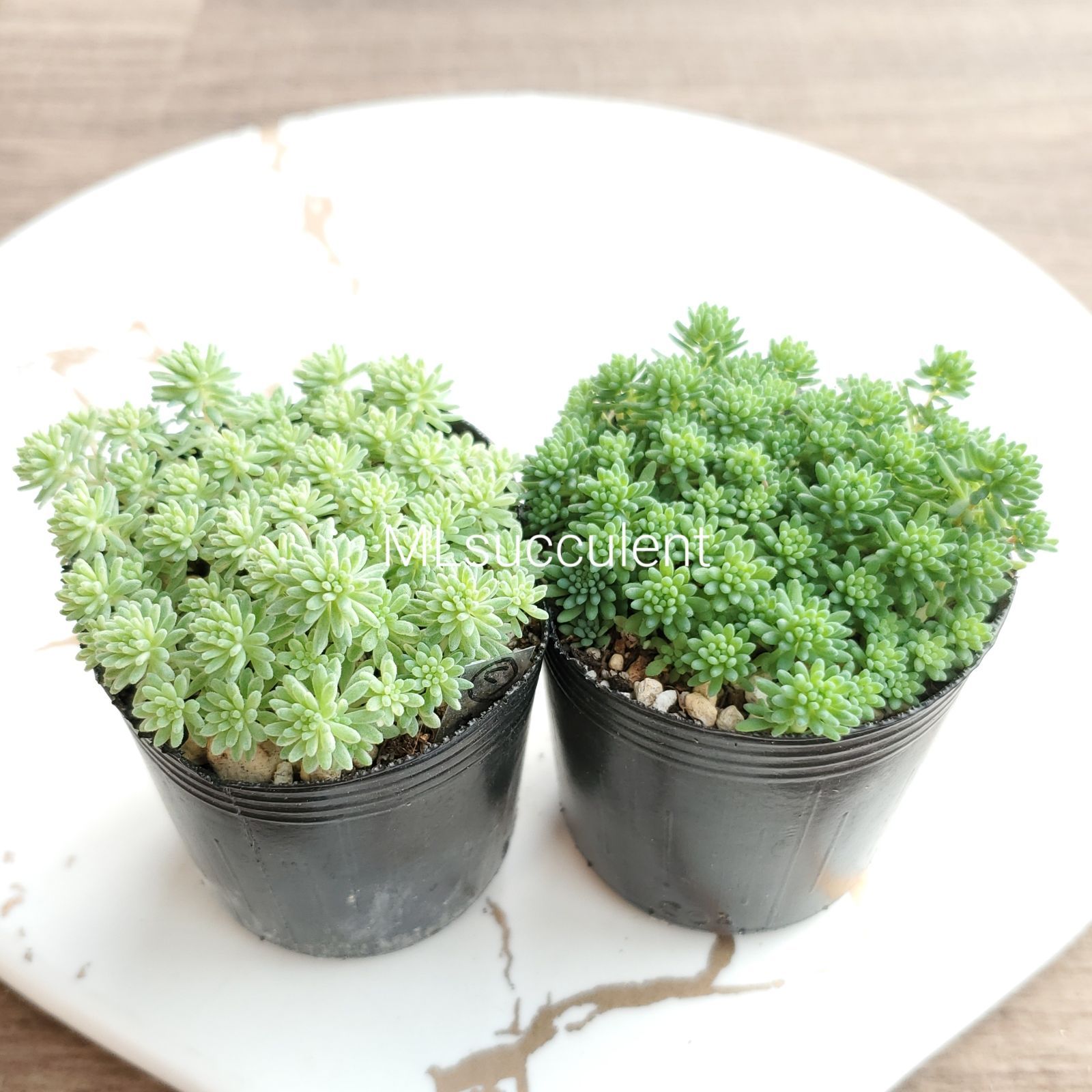 パリダム&斑入りパリダム 抜き苗 多肉植物 セダム - メルカリ