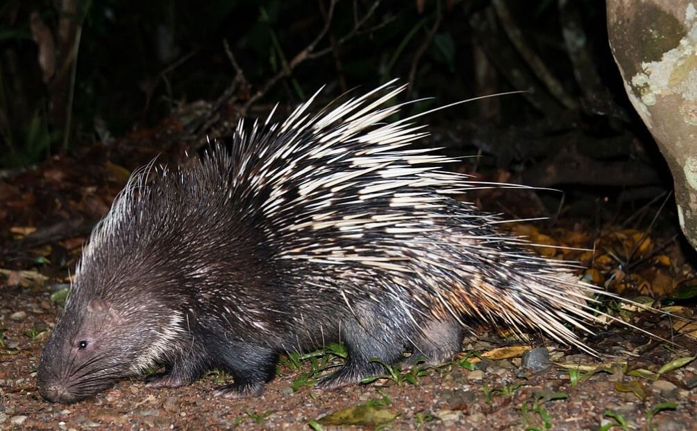 マレーヤマアラシ（Malayan porcupine）頭骨 マレーヤマアラシ（Malayan porcupine）頭骨 - メルカリ