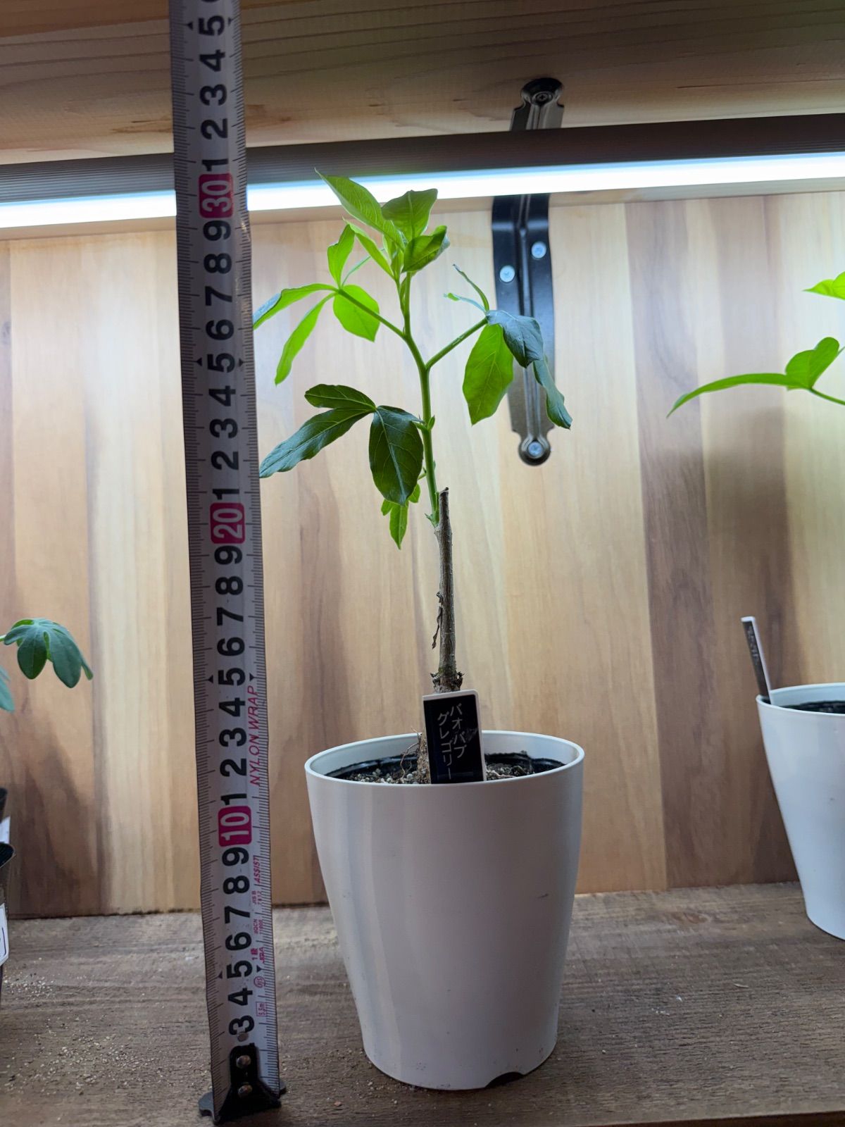 ☆希少☆ バオバブ グレゴリー - メルカリ