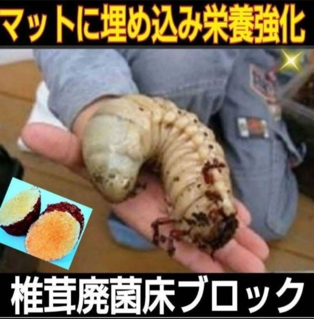 カブトムシ幼虫の栄養強化に！　椎茸菌床ブロック【10個】クヌギ100％ ブロックのまま発酵マットに埋め込むだけで幼虫がモリモリ食べます！