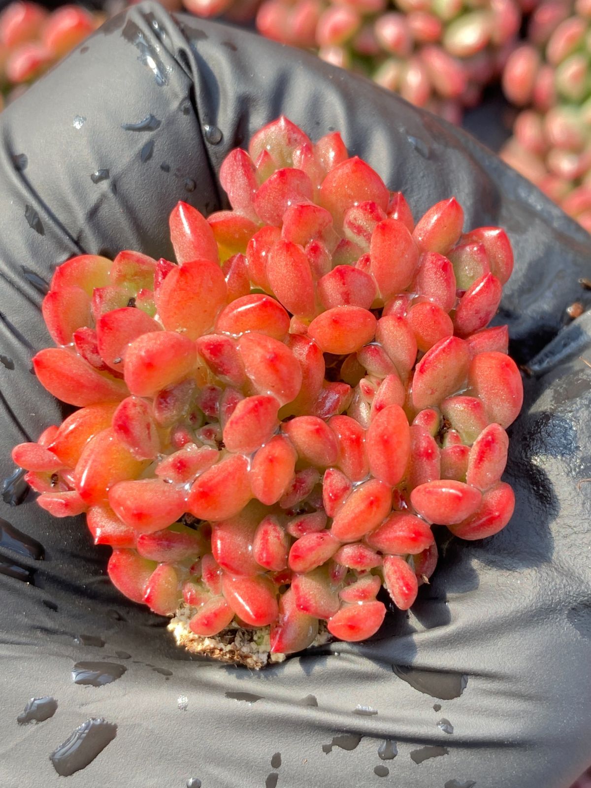 プルメリア　花芽付き　ドライガーデン　ロックガーデン　観葉 プルメリア 花芽付き ドライガーデン ロックガーデン 観葉