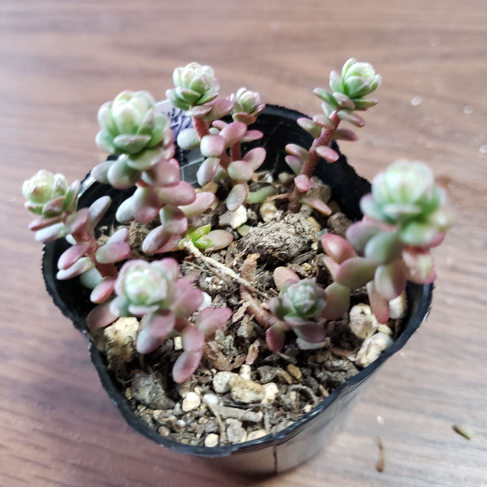 多肉植物 セダム トリカラー  抜き苗♡ 多肉植物 セダム トリカラー 抜き苗♡