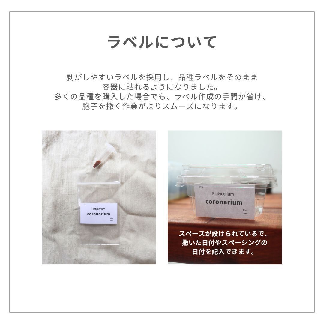 胞子] Erectifolia エレクティフォリア ビカクシダ - メルカリ