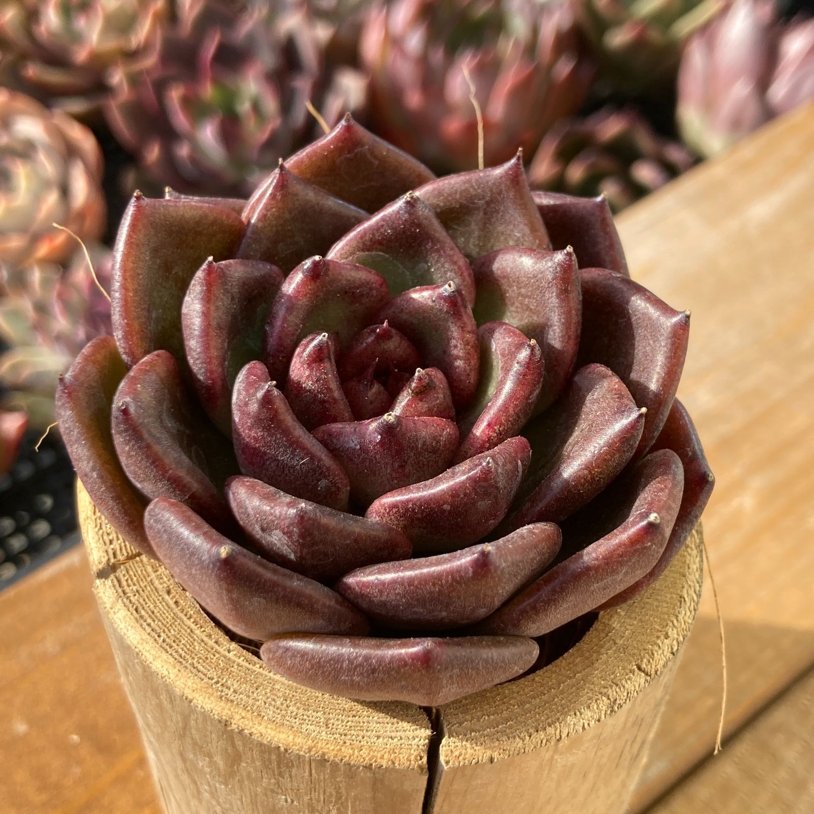 新入荷】エケべリア ブラッククリスタル 多肉植物韓国苗【ポコ多肉