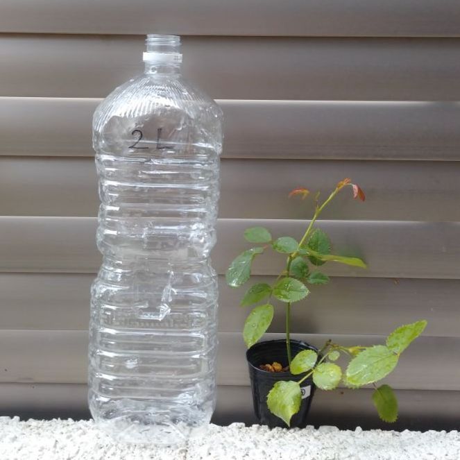 バラ苗 和バラと バラ挿し木 和バラ 和薔薇 挿し木 苗 ⑤ - メルカリ