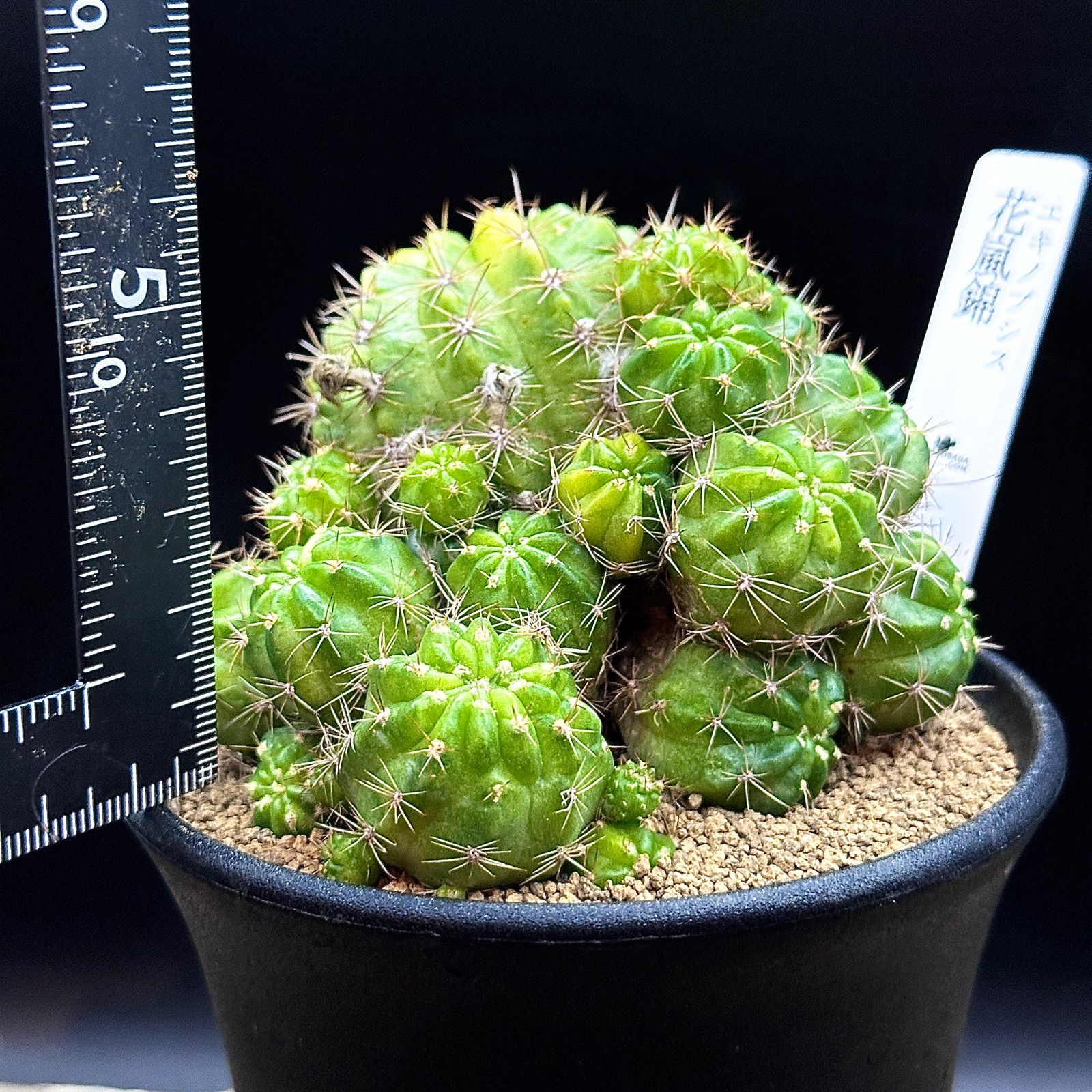 3.5号】エキノプシス 花嵐錦 実生 抜き苗で発送 - メルカリ