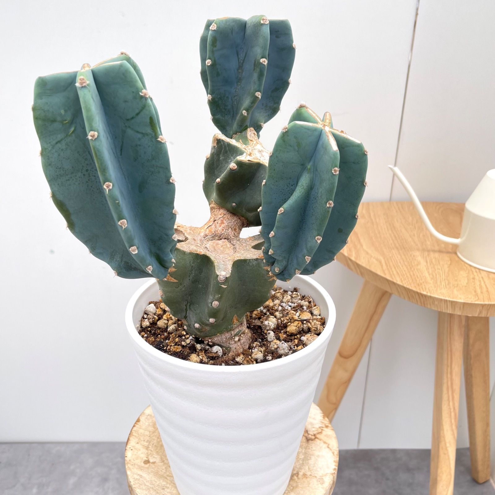 20-60代 人気ファッションブランド 柱サボテン ブランチ 11【現品】観葉植物 ドライガーデン 6号 サボテン
