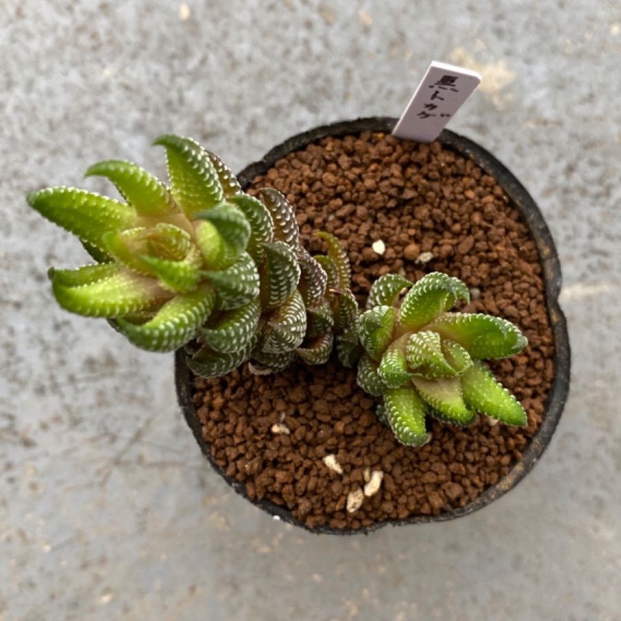 多肉植物 抜き苗 ハオルチア 黒蜥蜴 - メルカリ