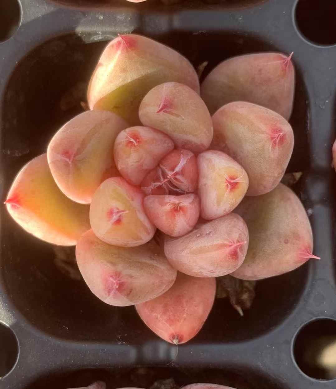 LX25×72 コンヤク 土付き 肉厚 多肉植物 アエオニウム エケベリア 韓国苗