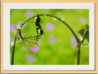 大好評。 アリの愉しみ｜光川十洋 額装写真作品 3部 コンパクト