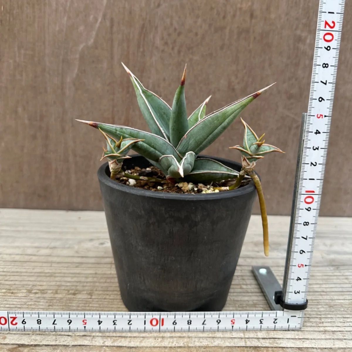 希少種 サンスベリア ピングイキュラ 斑入り Sansevieria pinguicula