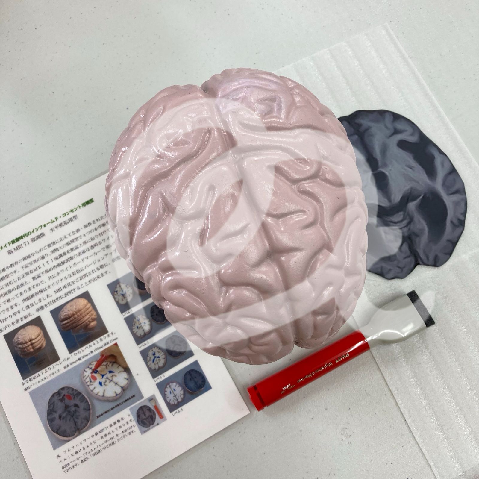 T1強調像　印刷部分に一部色ムラあり　脳MRI　メルカリ　水平断脳模型　アナコミカルショップ
