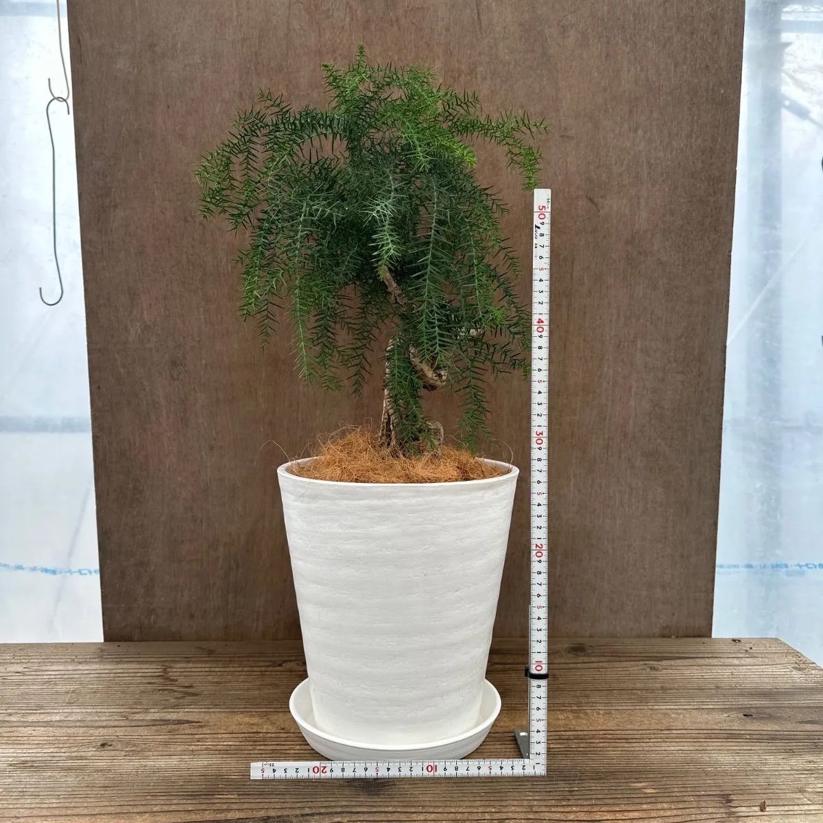 アロカリア① 8号 観葉植物 観葉 植物 黄金昇り竜 シマナンヨウスギ