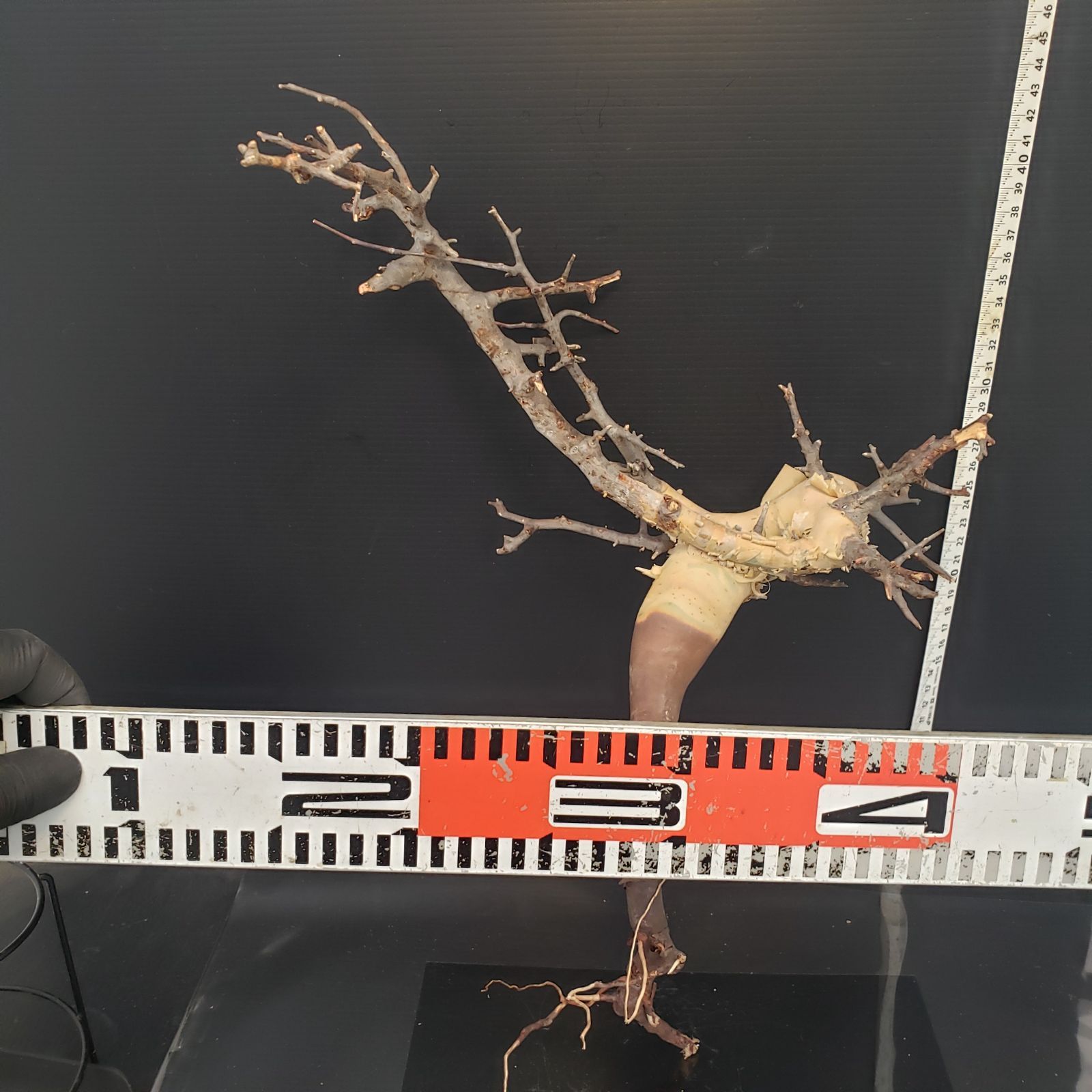 Z430 最新到着 Commiphora カタフピュア 現地球 抜き苗 灌木系 塊根植物 コミュフォラ カタフピュア