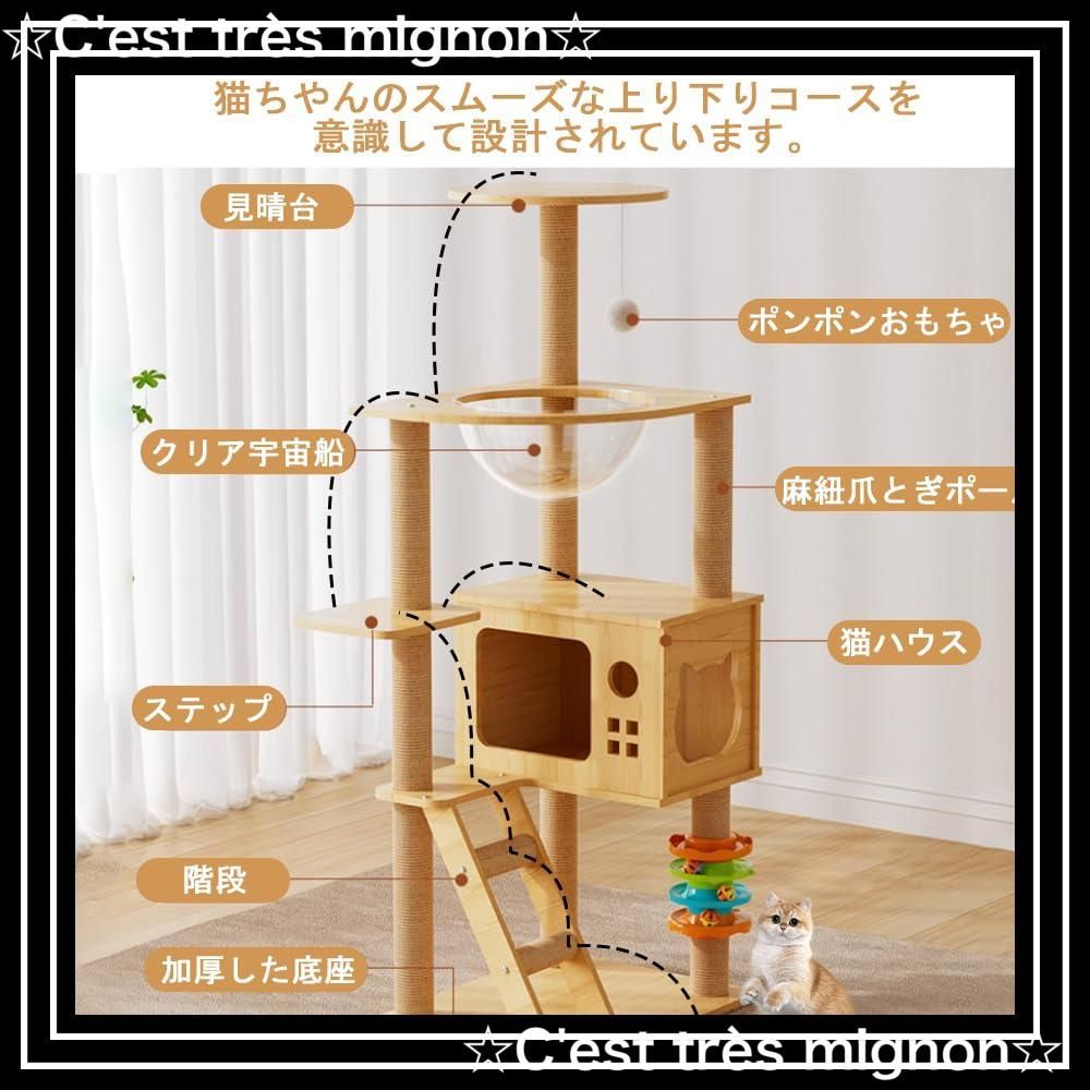 太った猫 短足猫