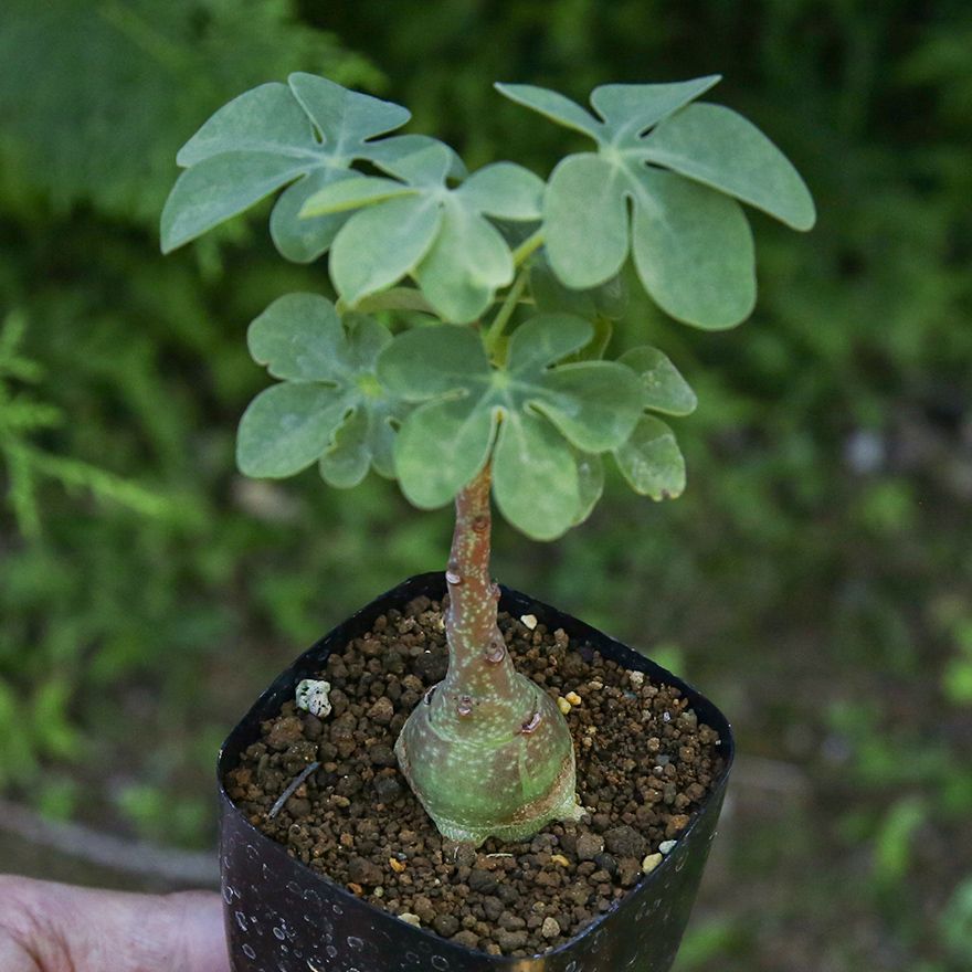 【実生】【斑入り】アデニア グラウカ 実生】【斑入り】アデニア グラウカ