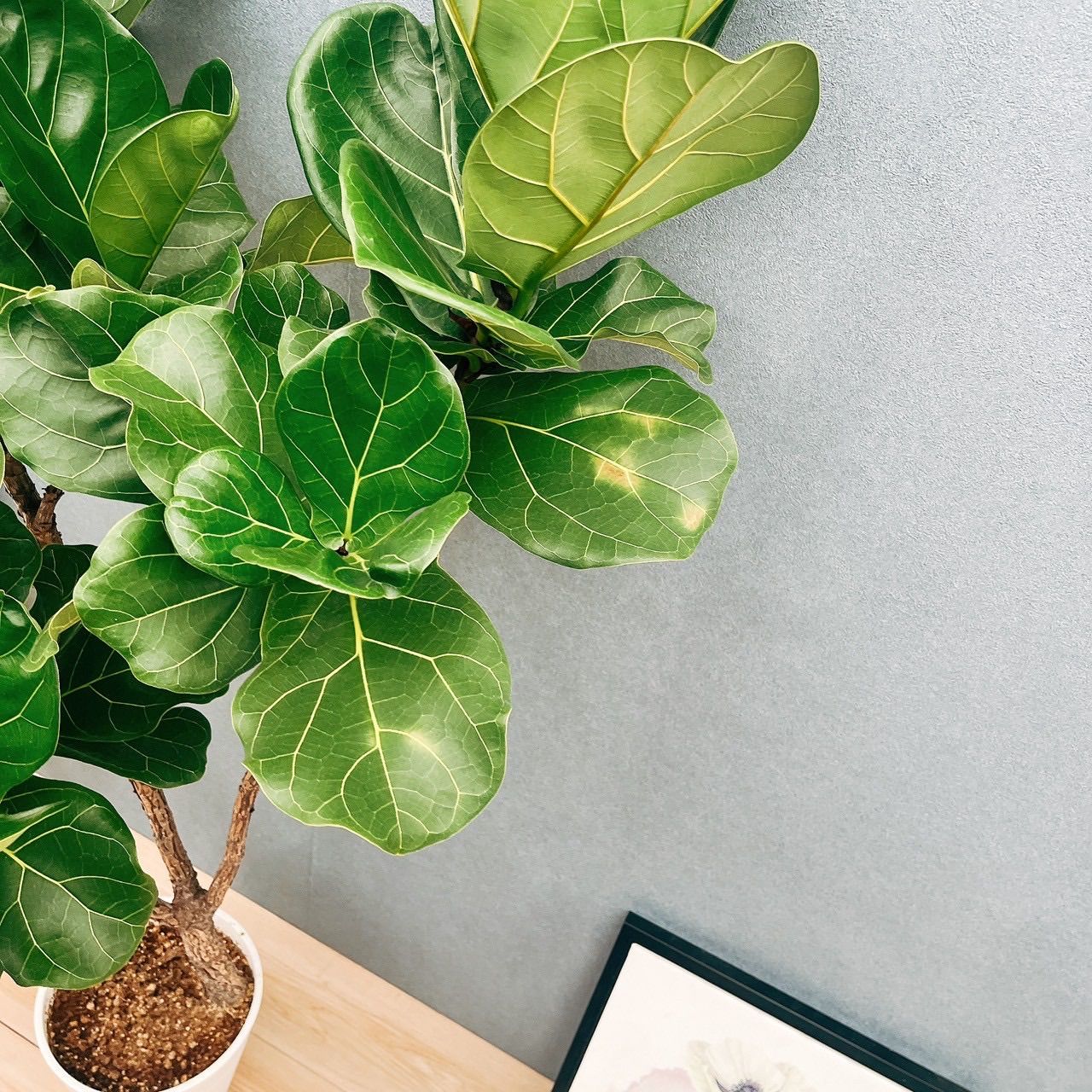 8号 現品］21番 カシワバゴムの木 フィカス リラータ ストレート 8号