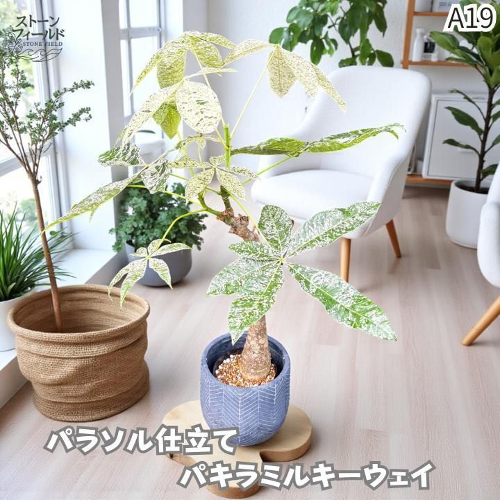 パキラ ミルキーウェイ × ムーンライト｜唯一無二のパラソル樹形A6｜無機質用土 パキラ ミルキーウェイ × ムーンライト｜唯一無二のパラソル樹形