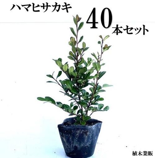 40本セット ハマヒサカキ樹高0.2m前後10.5cmポット
