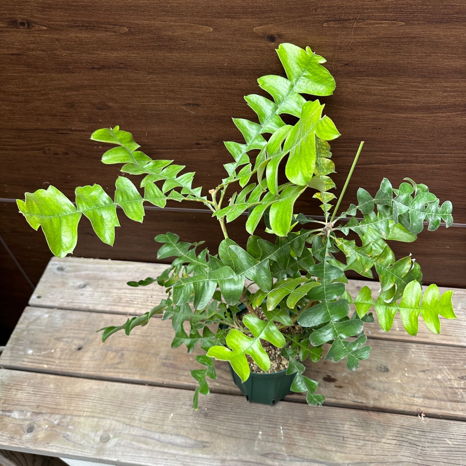 ちんちらページ　バンクシア　グランディス　鉢植え　苗　オージープランツ ④ バンクシア グランディス 5号 オージープランツ - メルカリ